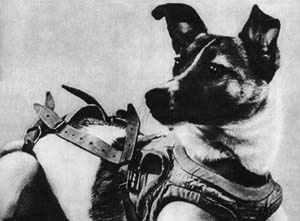 Laika. Licensed under Fair use via Wikipedia - http://en.wikipedia.org/wiki/File:Laika.jpg#mediaviewer/File:Laika.jpg 