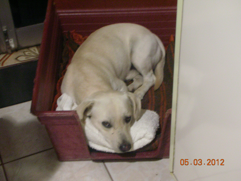 Foto do Baixinho, enviado por Osmar: Olá Recolhi ontem da rua um cachorrinho que chamavam de Baixinho (realmente é baixinho mas parrudo, pesa 15,2kg) e gostaria de rebatizá-lo como Pitoco, Pipoca ou Toquinho. O que vocês acham? Segue foto do sem nome Abraço Osmar Olá Aprilo Ele acabou ficando como Baixinho mesmo, atende pelo nome e realmente é baixinho, segundo quem entende do assunto, é o resultado do namoro de um labrador com uma Dachshund (ou vice versa), não sei como ísso seria possivel mas eles conseguiram. Repare na cabeça, é do labrador, as pernas do salsicha e o corpo de ambos! Está conosco desde03/05 e se adapta rapidamente, o problema é que se encosta na gente e não quer largar mais! Seguem algumas fotos.Pode publicar . Um Grande abraço Roland