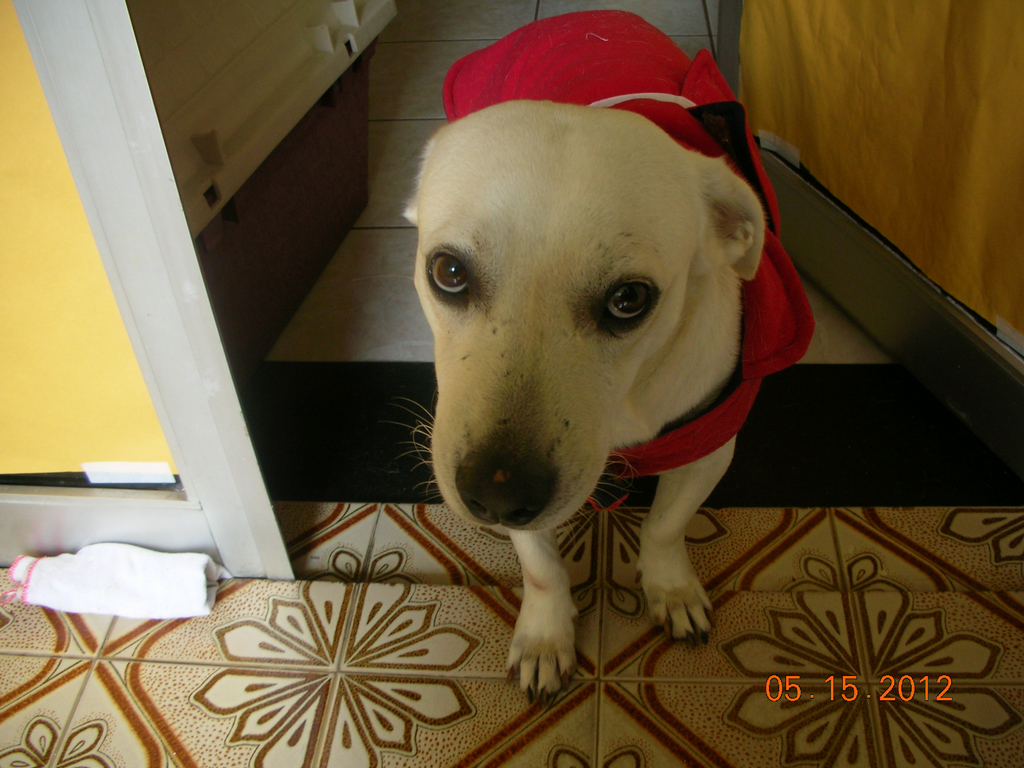 Outra foto do Baixinho, enviado por Osmar: Olá Recolhi ontem da rua um cachorrinho que chamavam de Baixinho (realmente é baixinho mas parrudo, pesa 15,2kg) e gostaria de rebatizá-lo como Pitoco, Pipoca ou Toquinho. O que vocês acham? Segue foto do sem nome Abraço Osmar Olá Aprilo Ele acabou ficando como Baixinho mesmo, atende pelo nome e realmente é baixinho, segundo quem entende do assunto, é o resultado do namoro de um labrador com uma Dachshund (ou vice versa), não sei como ísso seria possivel mas eles conseguiram. Repare na cabeça, é do labrador, as pernas do salsicha e o corpo de ambos! Está conosco desde03/05 e se adapta rapidamente, o problema é que se encosta na gente e não quer largar mais! Seguem algumas fotos.Pode publicar . Um Grande abraço Roland