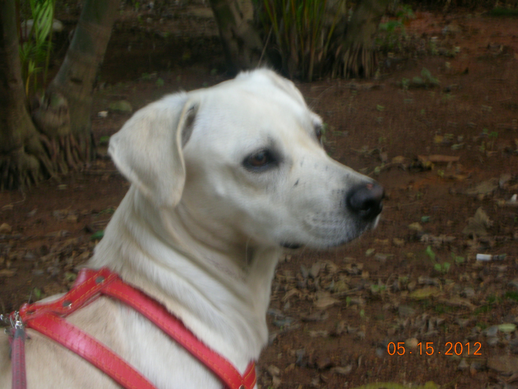 Mais uma foto do Baixinho, enviado por Osmar: Olá Recolhi ontem da rua um cachorrinho que chamavam de Baixinho (realmente é baixinho mas parrudo, pesa 15,2kg) e gostaria de rebatizá-lo como Pitoco, Pipoca ou Toquinho. O que vocês acham? Segue foto do sem nome Abraço Osmar Olá Aprilo Ele acabou ficando como Baixinho mesmo, atende pelo nome e realmente é baixinho, segundo quem entende do assunto, é o resultado do namoro de um labrador com uma Dachshund (ou vice versa), não sei como ísso seria possivel mas eles conseguiram. Repare na cabeça, é do labrador, as pernas do salsicha e o corpo de ambos! Está conosco desde03/05 e se adapta rapidamente, o problema é que se encosta na gente e não quer largar mais! Seguem algumas fotos.Pode publicar . Um Grande abraço Roland