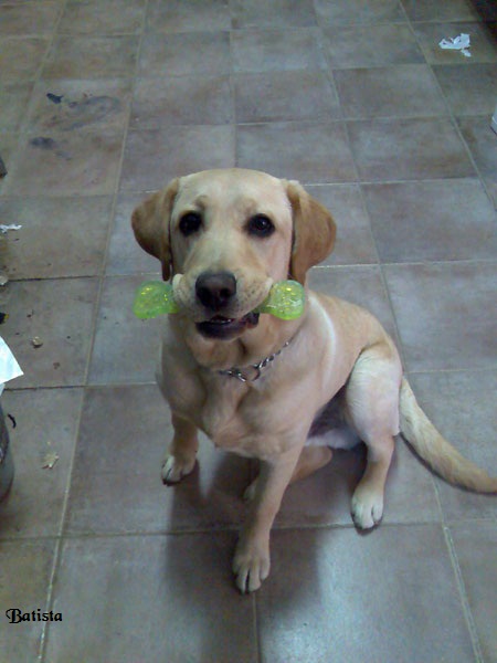 Foto do Batista, enviado por Plasticos Glotins: eu tenho um labrador que se chama BATISTA.....