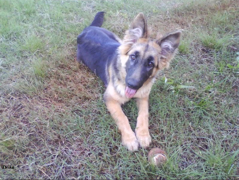 Boa Tarde Estava olhando em seu site pesquisando nomes de cães, e vi que posso enviar fotos para vc postar. Estou enviando as fotos dos dois cachorros que tive, a Drika era a Pastor Alemão, linda, mas ela morreu no início de 2011 pois tinha uma doença de pele e outra no sangue (que não tinha cura), a Drika era minha paixão tudo de bom, obediente, era minha filhota linda. O pretinho é o Pith, mistura de Pit Bull com Vira Lata era um xodosinho lindo e meigo, tanto que roubaram ele de mim na metade de 2011, e nunca mais o encontrei. Agora estou pagando um outro cão, quero ver se tenho sorte com o próximo. Obrigada pela atenção. Guiomar Willi