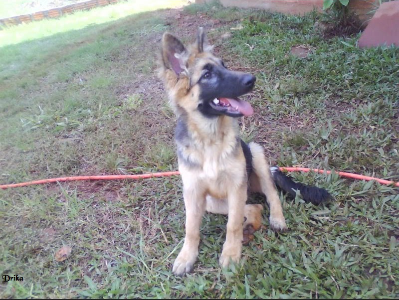 Boa Tarde Estava olhando em seu site pesquisando nomes de cães, e vi que posso enviar fotos para vc postar. Estou enviando as fotos dos dois cachorros que tive, a Drika era a Pastor Alemão, linda, mas ela morreu no início de 2011 pois tinha uma doença de pele e outra no sangue (que não tinha cura), a Drika era minha paixão tudo de bom, obediente, era minha filhota linda. O pretinho é o Pith, mistura de Pit Bull com Vira Lata era um xodosinho lindo e meigo, tanto que roubaram ele de mim na metade de 2011, e nunca mais o encontrei. Agora estou pagando um outro cão, quero ver se tenho sorte com o próximo. Obrigada pela atenção. Guiomar Willi