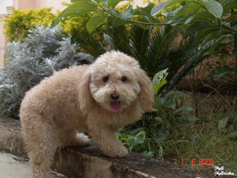 Enviado por Marli Castro Pacheco. Ola, O nome do coker espanhol que meu irmão tem, é Jack ( do Jack Bauer - 24 horas) e do Labrador é Tony (tb da série 24h)...achai legalzinho. A minha poodle chama-se Mell (por causa da cor dela e tb pq. é um docinho de criatura) hoje pela manhã ela teve 6 filhotinhos, 1 morreu. Dos 5 que ficaram e são lindos, vou ficar com um machinho. Estou em dúvida ainda quanto ao nome, mas acho que vou chama-lo de Magôo. Ele tem jeito de Magôo. Quem quiser conhecer a Mellzinha, a foto esta anexa. Ela é muito meiga. Precisou amputar uma das patinhas (da frente), ela foi abandonada com um pano sujo amarrado na perninha, quando tirado o pano bem sujo, via-se o ossinho da perninha, estava cheia de bichos de varejeira. Não teve como salvar a perninha. Após amputar, como ninguém procurou por ela, eu e meu marido a adotamos, e ela esta conosco a 2,5 anos e hoje nos presenteou com lindos netinhos.