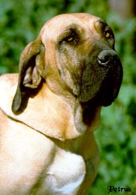 Foto do Petrus, enviado por VANESSA ARK TUR, em homenagem ao seu Fila, de 3 anos de idade, falecido em 22 de dezembro de 2.005, acometido de câncer. Petrus, por ainda ser um filhote, era chamado carinhosamente de PETRUSAURINHO.