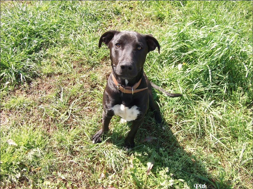 Boa Tarde Estava olhando em seu site pesquisando nomes de cães, e vi que posso enviar fotos para vc postar. Estou enviando as fotos dos dois cachorros que tive, a Drika era a Pastor Alemão, linda, mas ela morreu no início de 2011 pois tinha uma doença de pele e outra no sangue (que não tinha cura), a Drika era minha paixão tudo de bom, obediente, era minha filhota linda. O pretinho é o Pith, mistura de Pit Bull com Vira Lata era um xodosinho lindo e meigo, tanto que roubaram ele de mim na metade de 2011, e nunca mais o encontrei. Agora estou pagando um outro cão, quero ver se tenho sorte com o próximo. Obrigada pela atenção. Guiomar Willi