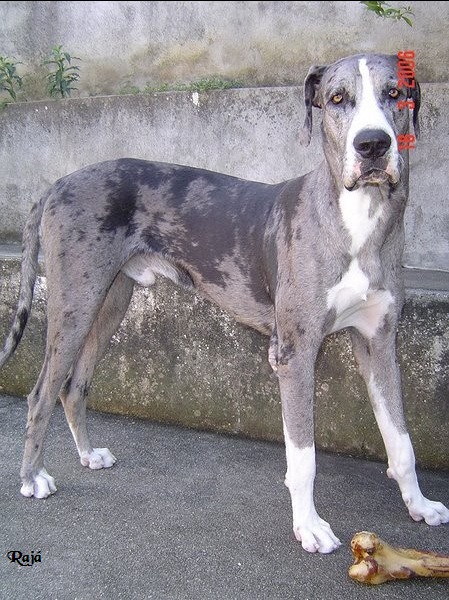 Enviado por Vladimir Pereira. Meu Dog Alemão é Arlequim, chama-se Rajá, colocamos esse nome, pois é originado de rajado. Cinza, preto e branco.