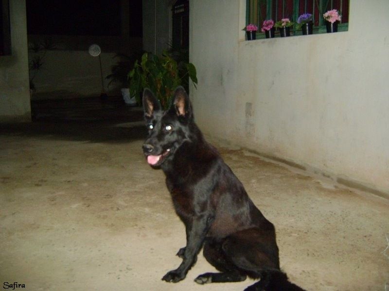 Enviado por Arquivo GAAdv. É a foto da Safira.