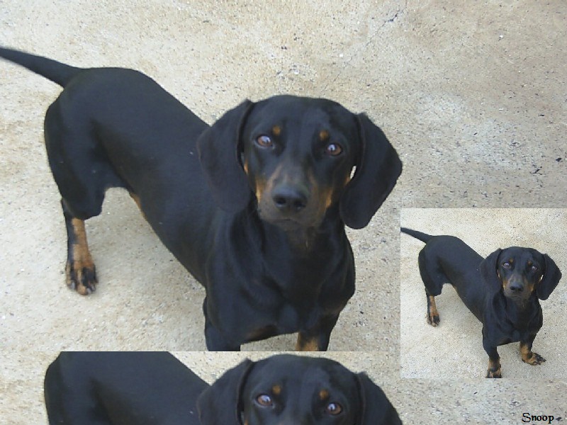 Enviado por Lilica Carolzinha. Macho. Snoop(o Basse(preto)). Lost(o Lhasas Yapso(branco)). Fêmea Akila