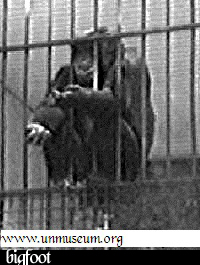 Bigfoot_Jacko_unmuseum.jpg imagem de www.unmuseum.org Bigfoot_Jacko_unmuseum.jpg imagem de www.unmuseum.org