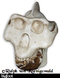 Gigantopithecus Blacki. ©Ralph von Koenigswald. Gigantopithecus Blacki. ©Ralph von Koenigswald.