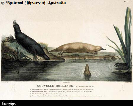 imagem do bunyips da National Library of Australia