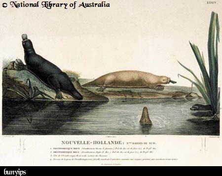 imagem do bunyips da National Library of Australia imagem do bunyips da National Library of Australia