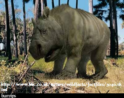 Diprotodon. Imagem criada no computador. Visite http://www.bbc.co.uk/nature/wildfacts/factfiles/3040.shtml