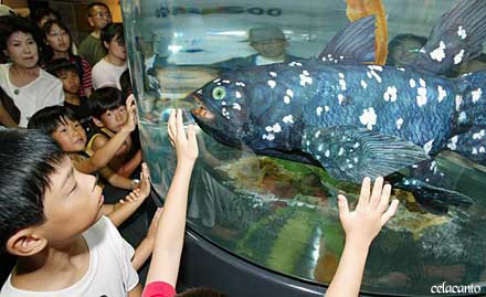 celacanto celacanto