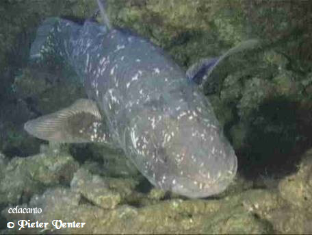 foto do celacanto no fundo do mar por Pieter Venter. Visite http://www.coelacanth-diver.co.za/