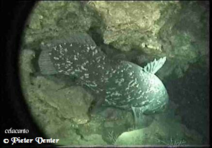Pieter Venter. Visite http://www.coelacanth-diver.co.za/ foto do celacanto no fundo do mar por Pieter Venter. Visite http://www.coelacanth-diver.co.za/