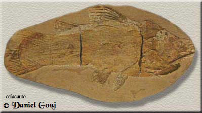fotografia do fóssil do celacanto de Daniel Gouj
