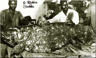 foto da femea do celacanto no Maputo Museum photo. fotografia de Robin Stobbs