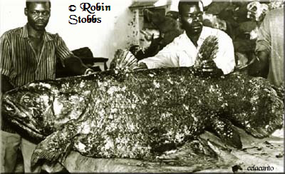 Maputo Museum photo. fotografia de Robin Stobbs foto da femea do celacanto no Maputo Museum photo. fotografia de Robin Stobbs