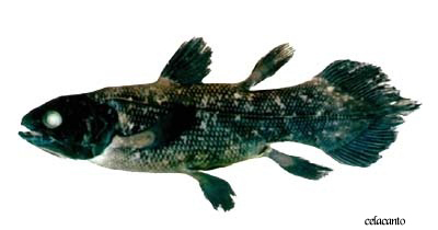 imagem de feto de celacanto imagem de feto de celacanto