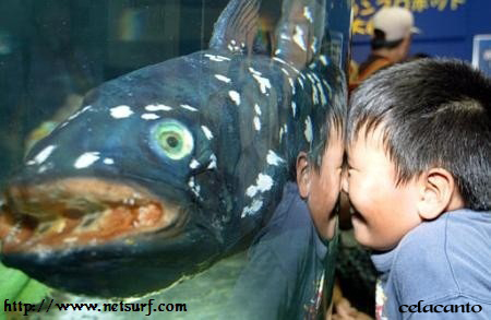 Visite http://www.netsurf.com Visite http://www.netsurf.com