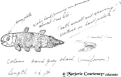 desenho do celacanto feito por Marjorie Courtenay-Latimer