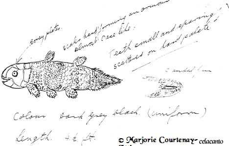 desenho do celacanto feito por Marjorie Courtenay-Latimer desenho do celacanto feito por Marjorie Courtenay-Latimer
