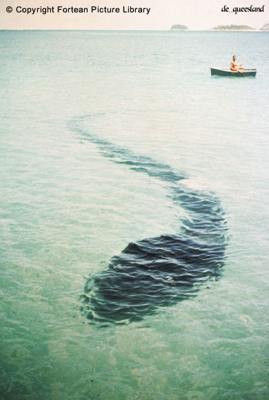 Sea Monster photographed by Robert Le Serrec in Stonehaven Bay, Hook Island, Australia, on 12 December 1964.