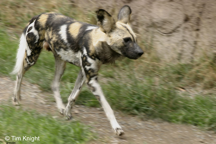 Uma instituição de proteção ao ecossistema e animais em extinção. Fotografia do site http://www.livingdesert.org/ Uma instituição de proteção ao ecossistema e animais em extinção. Fotografia do site http://www.livingdesert.org/