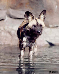 Uma instituição de proteção ao ecossistema e animais em extinção. Fotografia do site http://www.livingdesert.org/ Uma instituição de proteção ao ecossistema e animais em extinção. Fotografia do site http://www.livingdesert.org/