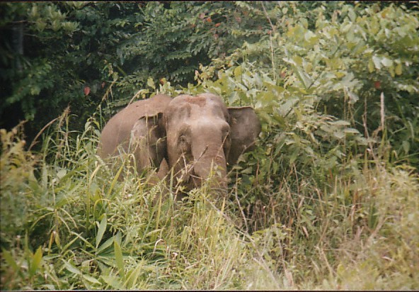 elefante anão. Sabah. Bornéo.