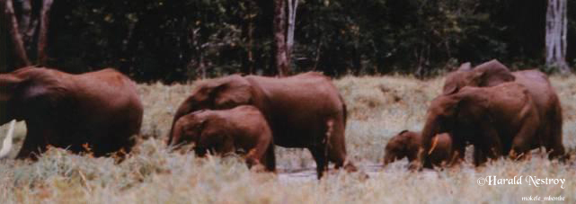 Família de elefante anão. Fotografia feita em 1.982, por Harald Nestroy.