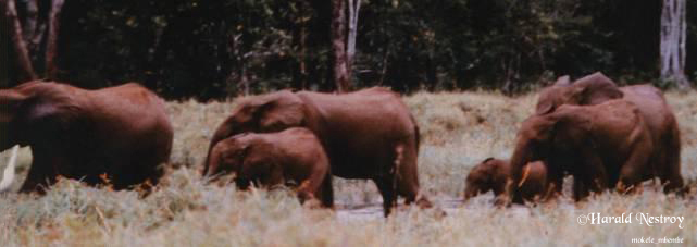 Família de elefante anão. Fotografia feita em 1.982, por Harald Nestroy. Família de elefante anão. Fotografia feita em 1.982, por Harald Nestroy.