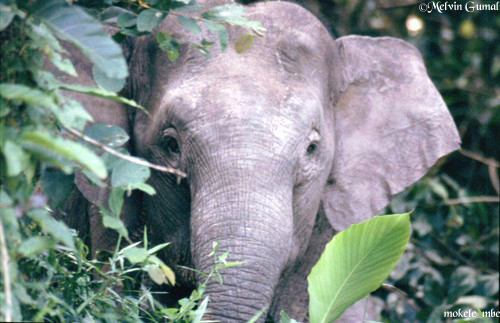 elefante anão. Sabah. Bornéo. Copyright Melvin Gumal.