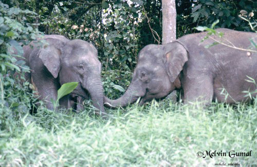 Elefante anão. Sabah. Borneo. Copyright Melvin Gumal Elefante anão. Sabah. Borneo. Copyright Melvin Gumal