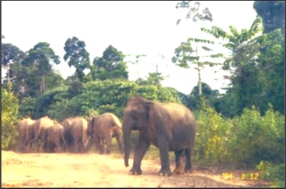 foto do elefante anão
