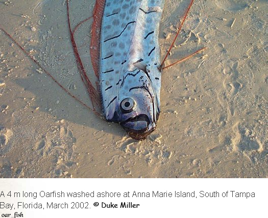 A 4m long Oarfish washed ashore at Anna Marie Island, South of Tampa Bay, Florida, March 2002.