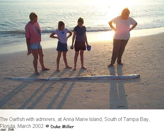 A 4m long Oarfish washed ashore at Anna Marie Island, South of Tampa Bay, Florida, March 2002.