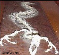 tatzelwurm tatzelwurm