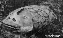 tatzelwurm tatzelwurm