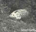 tatzelwurm tatzelwurm