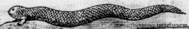 tatzelwurm tatzelwurm