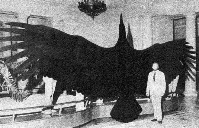 Foto do magnificens Foto do magnificens